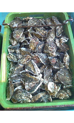 SN3F00200001.jpg