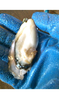 SN3F00170001.jpg